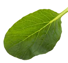 efelmt1